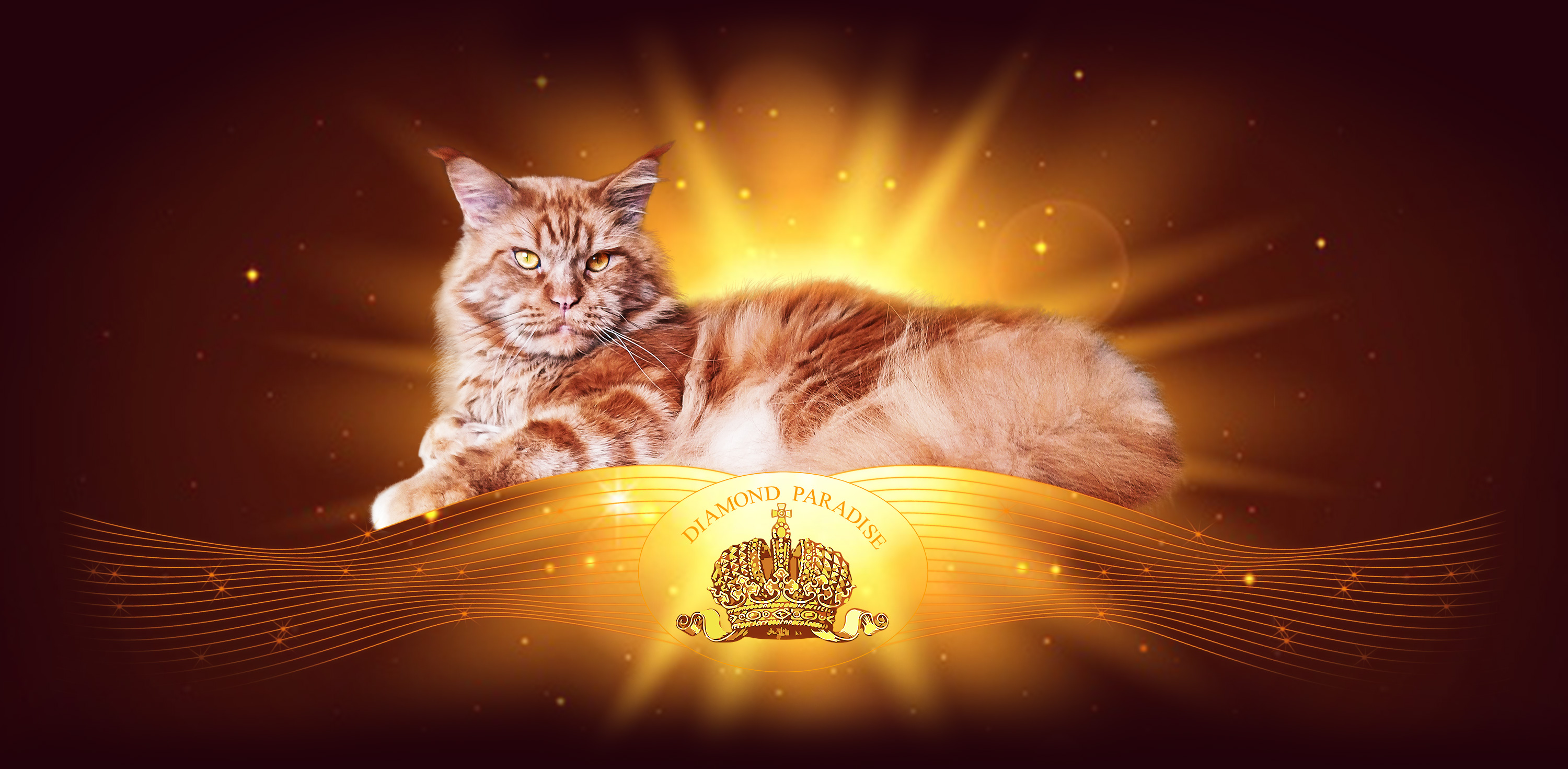 Diamond Paradise Cattery