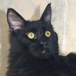 Ace Venture of Perfect Cat