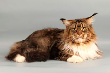 Alik Akord - maine-coon