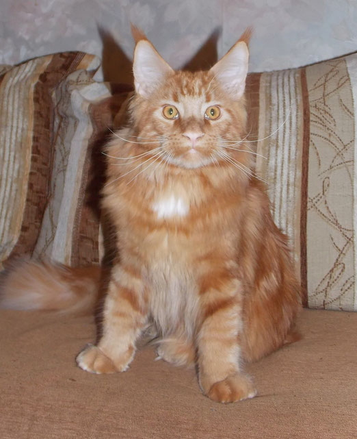 Gortana Joy Bernard - мейн-кун