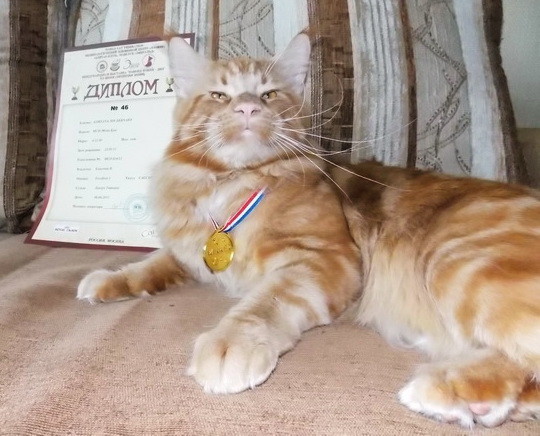 Gortana Joy Bernard - мейн-кун