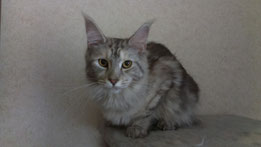 Asabel Elizabetcoon - мейн-кун