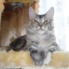 Country Gulliver's Bonnie