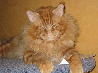 Domenique XXXL - мейн-кун