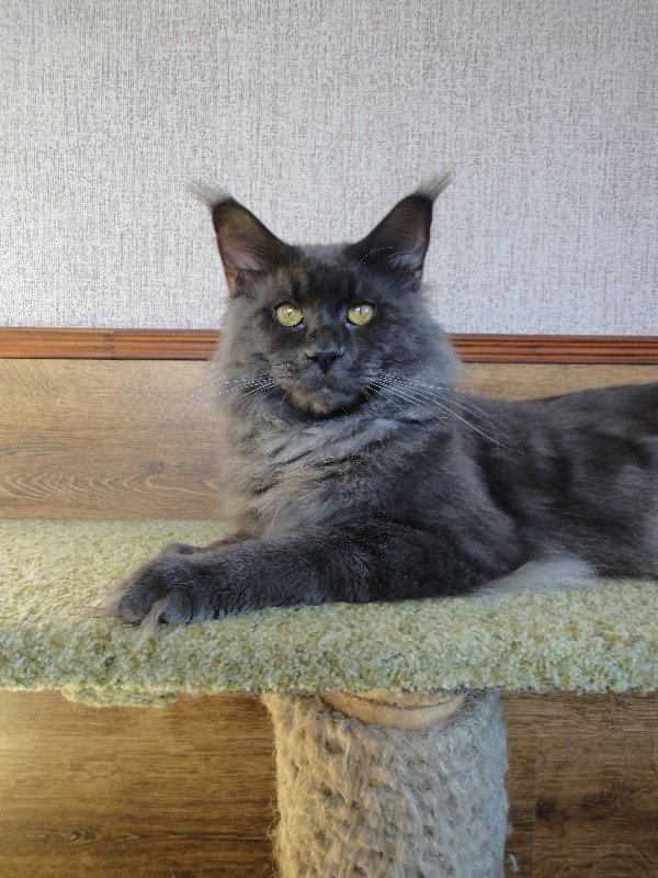 Mainelynx Mousetrap of Victorycoon - мейн-кун