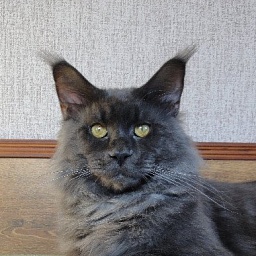 Mainelynx Mousetrap of Victorycoon