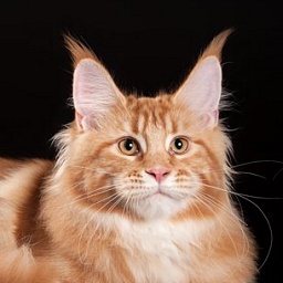 Energy of Light Elizabetcoon