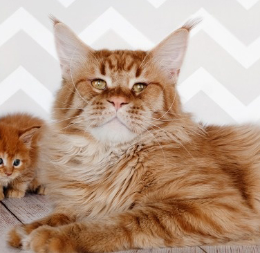 ElitePlanet Favorit of Waldhuter - мейн-кун