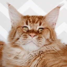 ElitePlanet Favorit of Waldhuter