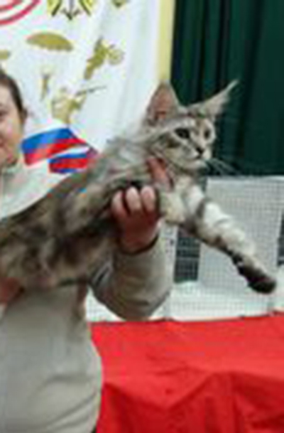 Jasmine Waldhuter - maine-coon 11/02/2013