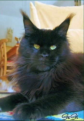 Butterflydusts Gentleman Gianno - мейн-кун