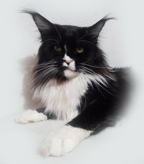 Pillowtalk's Tiguan - maine-coon