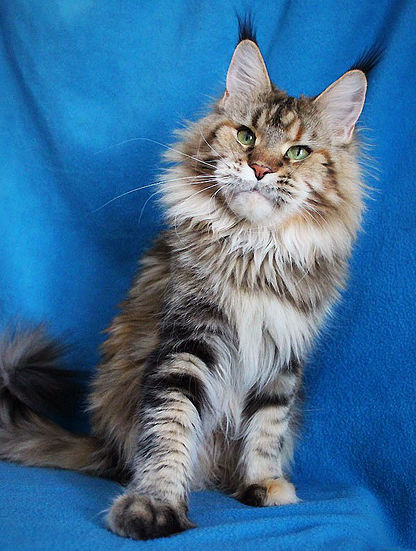 Elite Planet Alice - maine-coon
