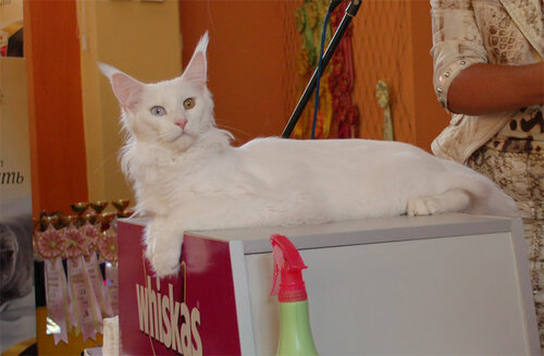 Iliya Polaris Bear from Lukoshkino - maine-coon