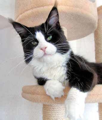 Elphinstone Pushkin - maine-coon