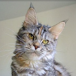 Pillowtalk's Calimba De Luna