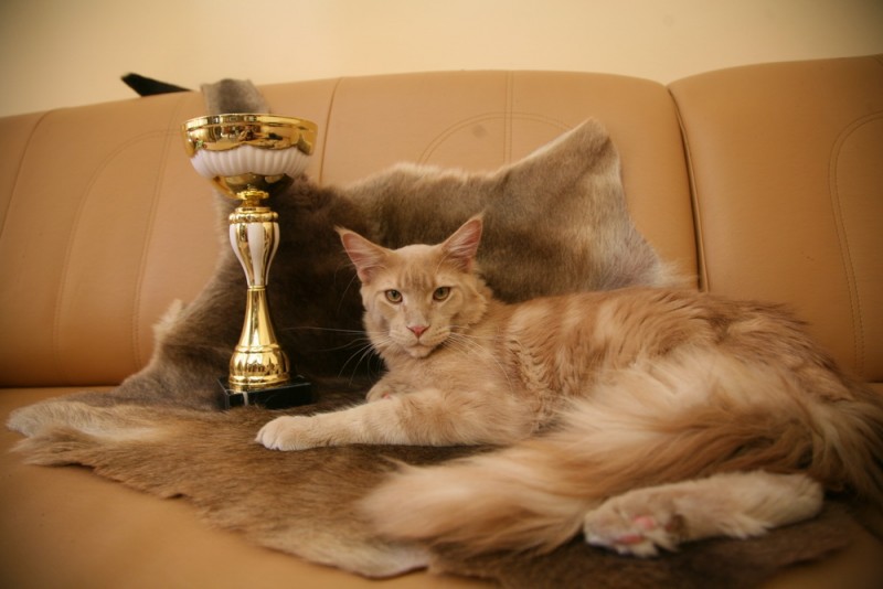 Gary vom Pommerland - мейн-кун