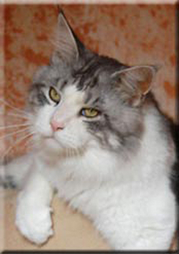 Cosy Corner Inaki - мейн-кун