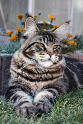 Justcoon's Peak Asso - maine-coon