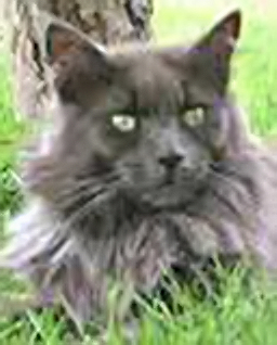 Azrael Earl of Moose Point - мейн-кун