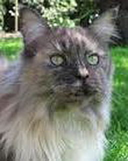 South Carolina Biene - maine-coon