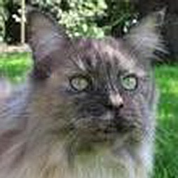 South Carolina Biene