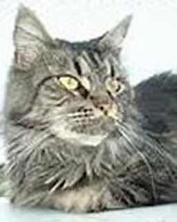 Morningsun Taracaia - мейн-кун