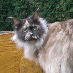 Ziska vom Pommerland