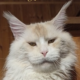 Diamond Paradise Yujin