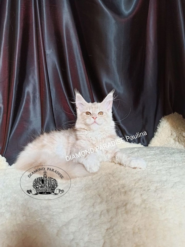 Diamond Paradise Рaulina - мейн-кун