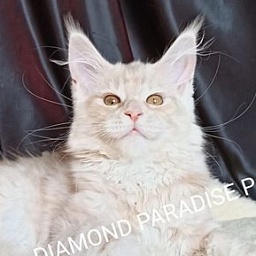 Diamond Paradise Рaulina