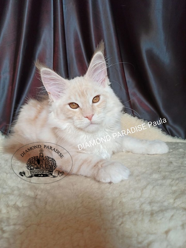 Diamond Paradise Paula - maine-coon