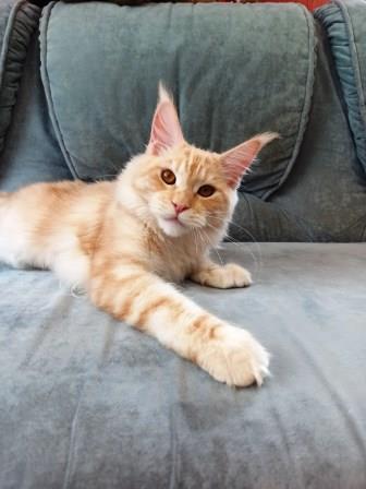 Diamond Paradise Paula - Junior maine-coon 7.5 months
