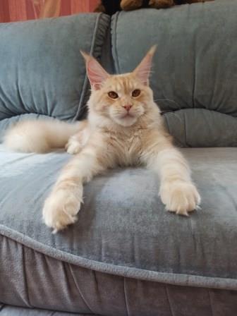 Diamond Paradise Paula - Junior maine-coon 7.5 months