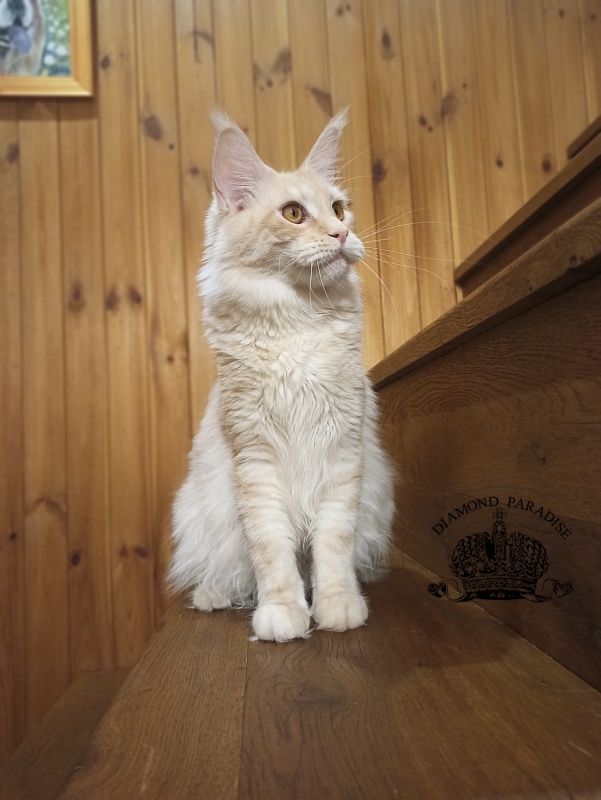 Diamond Paradise Paula - Junior maine-coon 8 months 1 week