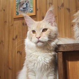 Diamond Paradise Paula