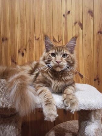 Diamond Paradise Рhilip - Юніор мейн-кун 7,5 місяців