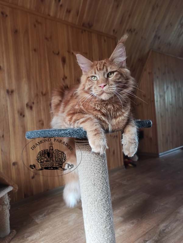 Diamond Paradise Рhilip - Юніор мейн-кун 8 місяців 1,5 тиждень