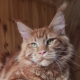 Diamond Paradise Рhilip