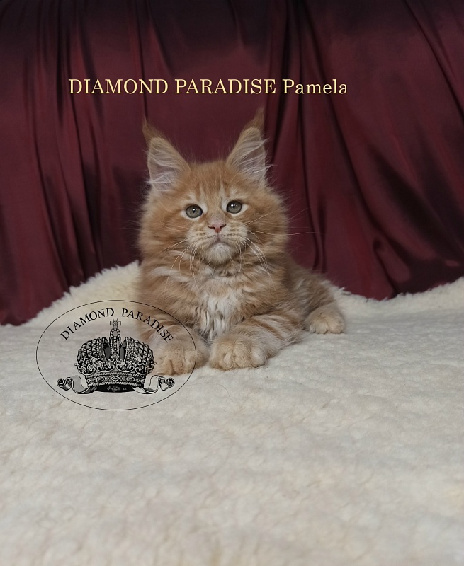 Diamond Paradise Pamela - maine-coon