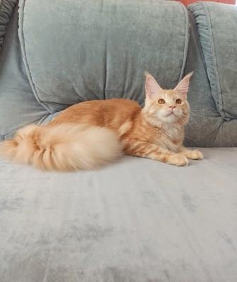 Diamond Paradise Рenelope - Юніор мейн-кун 7,5 місяців