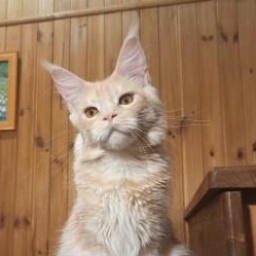 Diamond Paradise Рenelope