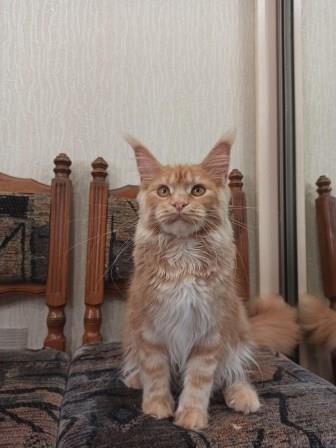 Diamond Paradise Рelagia - Кошеня мейн-кун 6 місяців