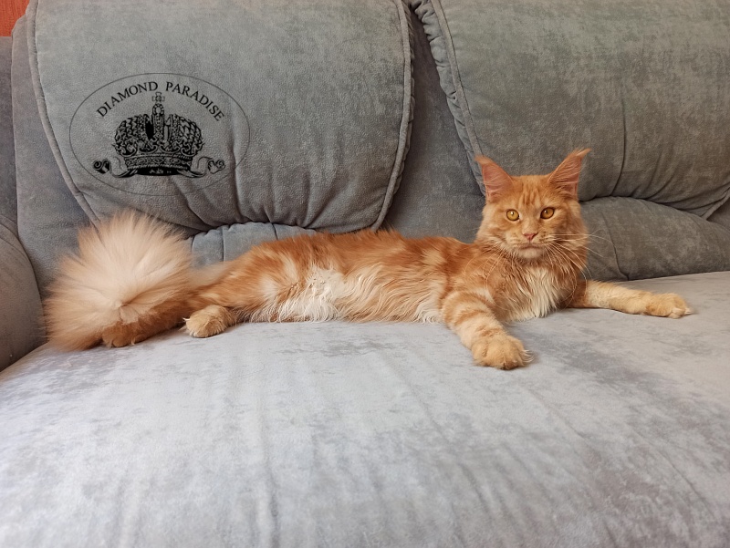 Diamond Paradise Рelagia - Юніор мейн-кун 8 місяців 1,5 тиждень