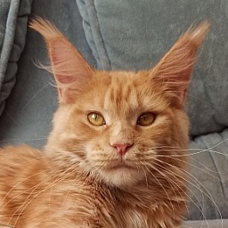 Diamond Paradise Рelagia