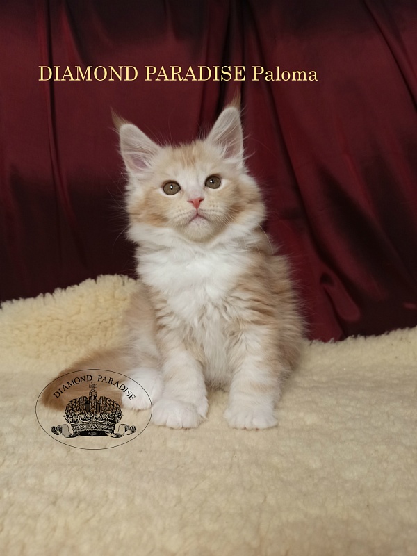 Diamond Paradise Paloma - maine-coon