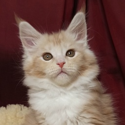 Diamond Paradise Paloma