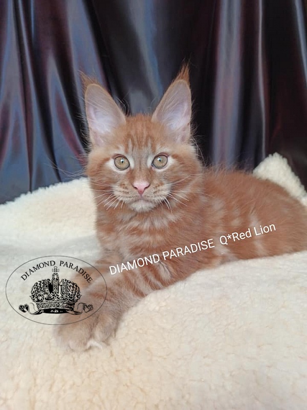 Diamond Paradise Q*Red Lion - мейн-кун