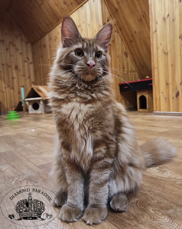 Diamond Paradise Q*Red Lion - Кошеня мейн-кун 6,5 місяців