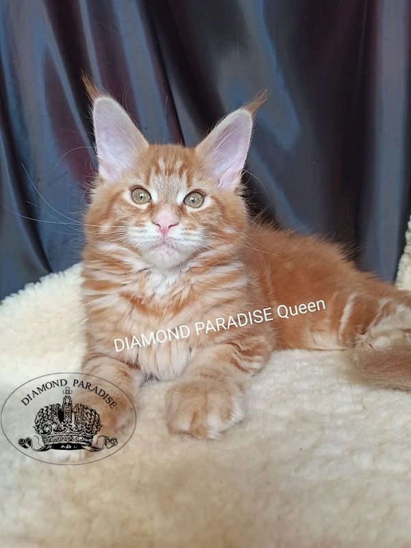 Diamond Paradise Queen - maine-coon